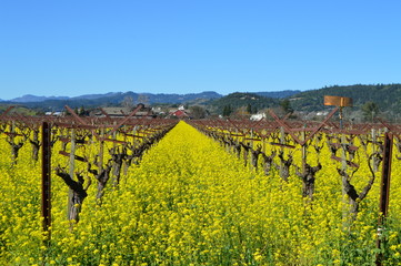 Mustard plants in full bloom between rows of grape vines in a Napa Valley vineyard.
