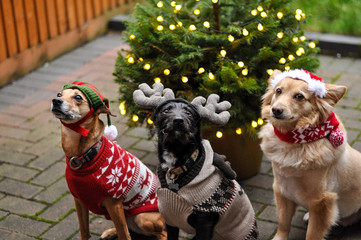 Three dogs sitting in front of Christmas tree in Christmas jumpers and Christmas accessories