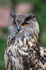 eagle owl portrait