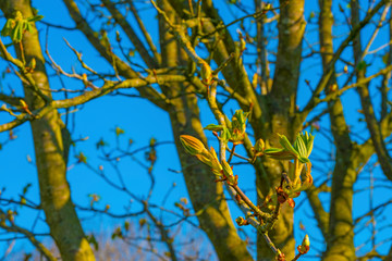 Spring is in the blue air with buds budding in the canopy of a chestnut tree in sunlight