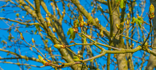 Spring is in the blue air with buds budding in the canopy of a chestnut tree in sunlight