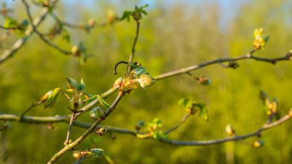 Spring is in the blue air with buds budding in the canopy of a chestnut tree in sunlight