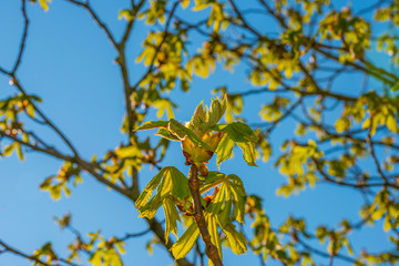 Spring is in the blue air with buds budding in the canopy of a chestnut tree in sunlight