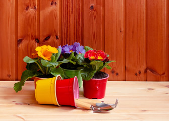 Primula flowers, gardening tools and flower pots on wooden table. Selective focus.