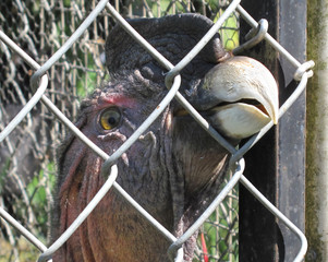 Caged Condor 