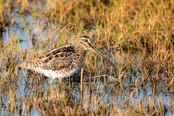 African Snipe