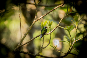 colibri en casa