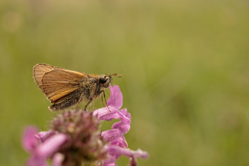Nahansicht eines Schmetterlings - Rostfarbiger Dickkopffalter