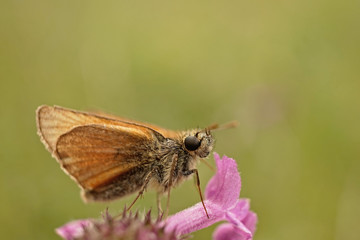Nahansicht eines Schmetterlings - Rostfarbiger Dickkopffalter