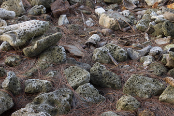 coral stones and fallen twigs on the beach