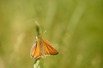 Fototapeta na wymiar Nahansicht eines Schmetterlings - Rostfarbiger Dickkopffalter