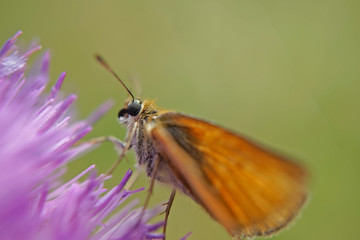 Nahansicht eines Schmetterlings - Rostfarbiger Dickkopffalter