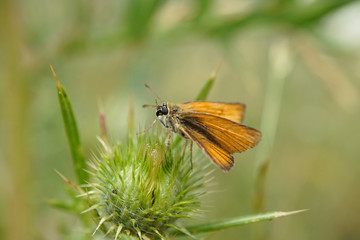 Nahansicht eines Schmetterlings - Rostfarbiger Dickkopffalter