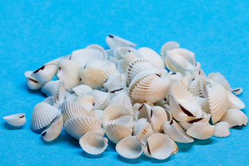 Obraz na płótnie Canvas a pile of seashells on blue background