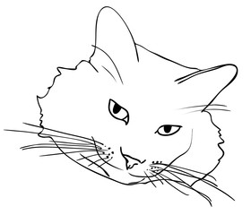 Vector illustration, cat muzzle in black and white colors, outline hand painted sketch drawing