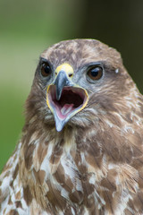 close up of an eagle