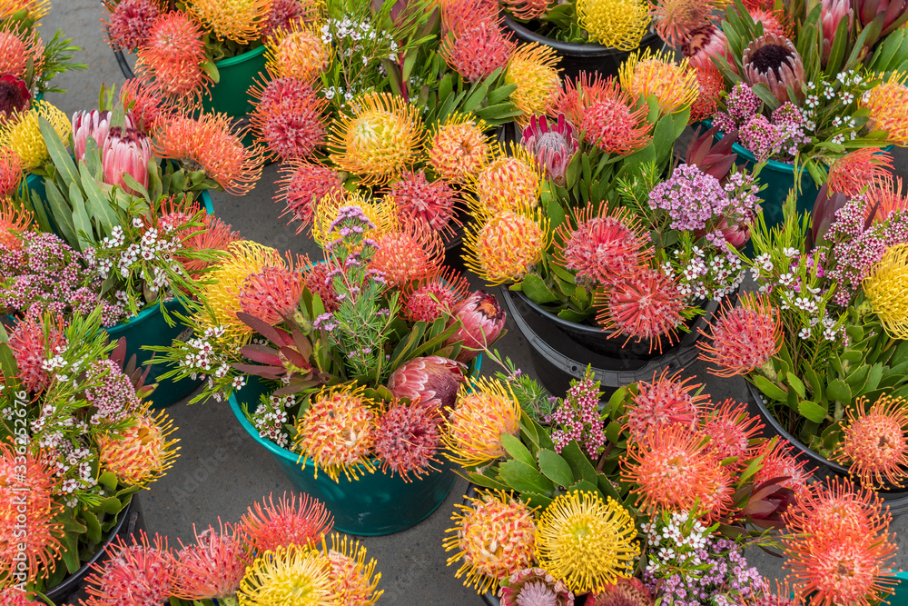 Sticker Yellow and orange proteas or sugarbush bushflowers wild flowers display