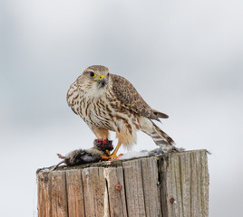 Merlin with a vole it caught