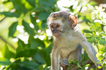 Vervet monkey youngster in a tree