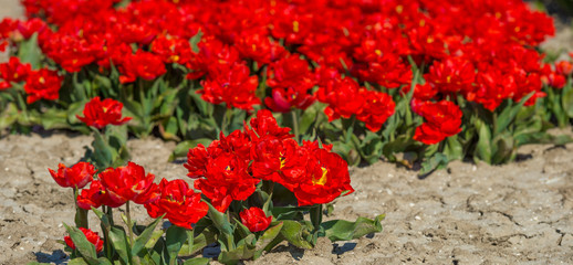 Obraz premium Agricultural field with tulips in sunlight in spring