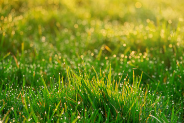Green grass with droplets of water in the morning, Nature background.