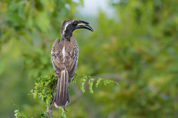 African grey Hornbill perched on a branch 