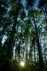 forest in the morning bright green sun rays trees