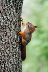 a red furry squirrel sits on the trunk of a brown tree