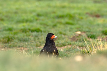 Mountain caracara (Phalcoboenus megalopterus) peeking through the grass