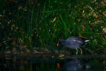 Portrait of Moorhen (Gallinula chloropus), feeding on the shore of a lake