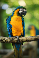 blue and yellow macaw