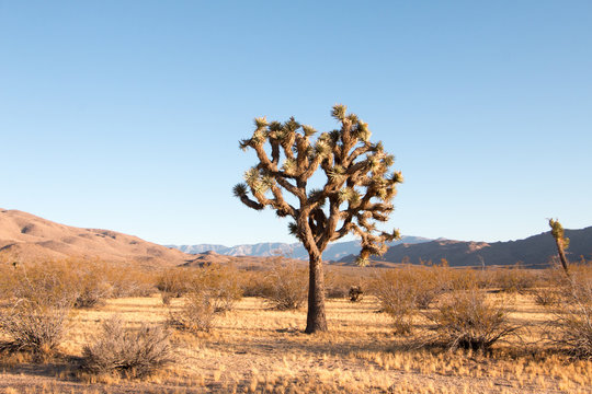 Joshua Tree In Desert