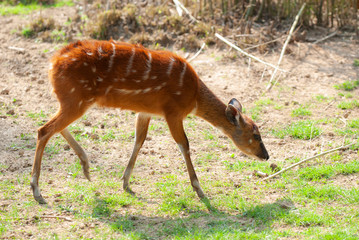 Sitatunga, antilope dell’Africa centrale