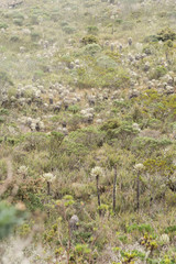 Obraz na płótnie Canvas Chingaza, Colombia. Paramo landscape with frailejones, espeletia