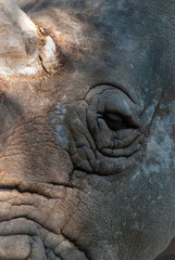 Obraz premium Occhio di un rinoceronte, con rughe evidenti e lacrime scure