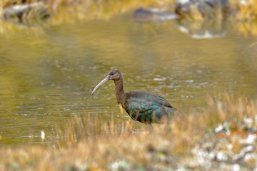 Beautiful specimen of puna ibis (Plegadis ridgwayi) feeding on an Andean lagoon. Huancayo - Peru.