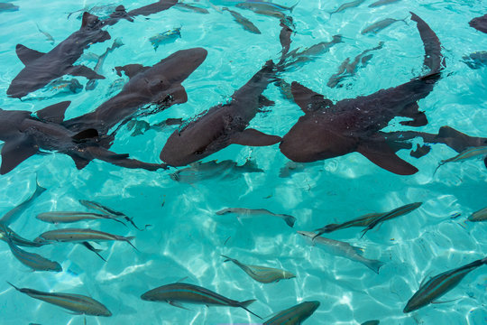 Nurse sharks in Compass Cay (Great Exuma, Bahamas).