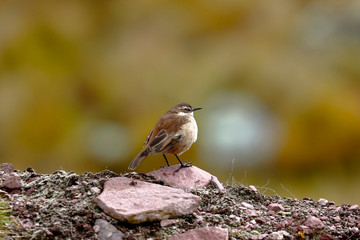 Small bird called Andean Remolinera (Cinclodes Albiventris) perched on a rock in the cold Andean heights. Juni­n - Peru