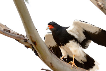 Detail of an Andean Caracara (Phalcoboenus megalopterus) perched on the branches of a eucalyptus tree in the Andes. Huancayo - Peru