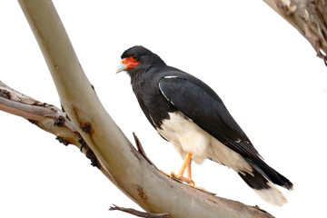 Detail of an Andean Caracara (Phalcoboenus megalopterus) perched on the branches of a eucalyptus tree in the Andes. Huancayo - Peru