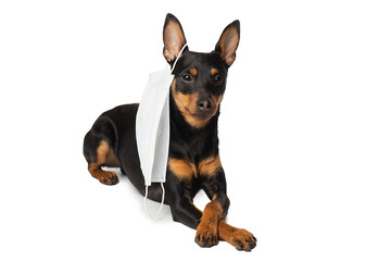Dog with a medical mask. Miniature Pinscher on a white background. Epidemic