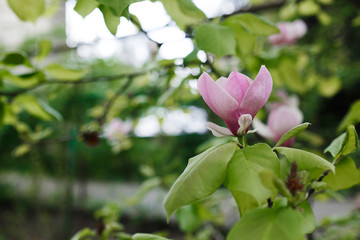 Magnolia pink blossom tree flowers. Spring background. Beautiful flowers, close up branch, outdoor