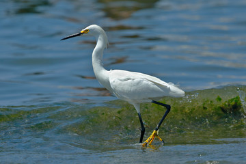 Snowy Egret (Egretta thula), copy taken in freedom