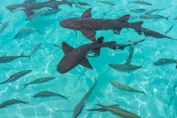 Nurse sharks in Compass Cay (Great Exuma, Bahamas).