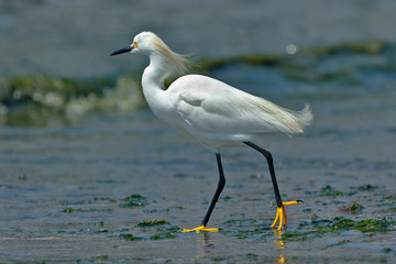 Snowy Egret (Egretta thula), copy taken in freedom