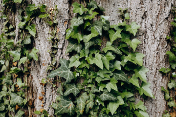 Close up ivy climbing tree. Ivy on tree bark background. Wallpaper. Wild, climbing concept. 