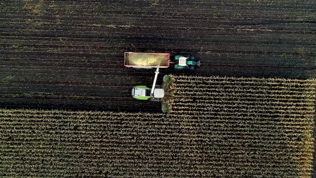 Maisernte, Maish&auml;cksler in der Aktion, Erntewagen mit Traktor