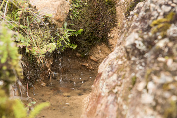Chingaza, Colombia. Natural water seepage, a common phenomenon in the moors