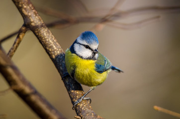 Blue tit in summer mode