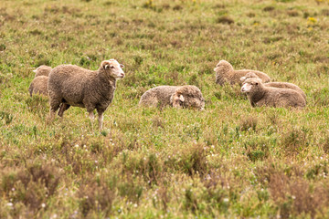 Obraz premium Sheep grazing in a field in the Karoo, Western Cape, South Africa. 